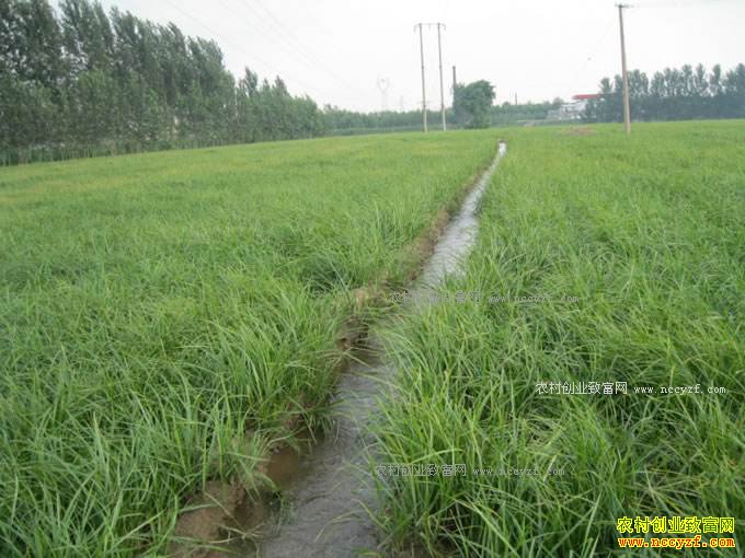 2017�����ʡ�ص������Щũ���¸���Ŀ-��ɯ����ֲ