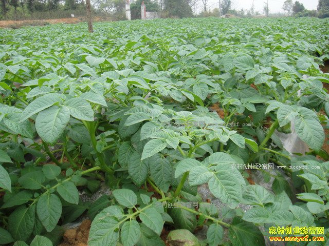 2017�����ʡ�ص������Щũ���¸���Ŀ-��������ֲ