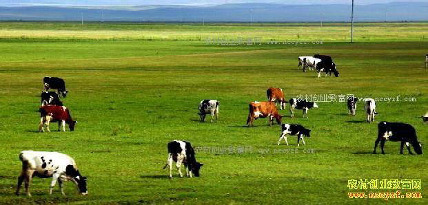 2017��ӱ�ʡ�ص������Щũ���¸���Ŀ-��ţ��ֳ