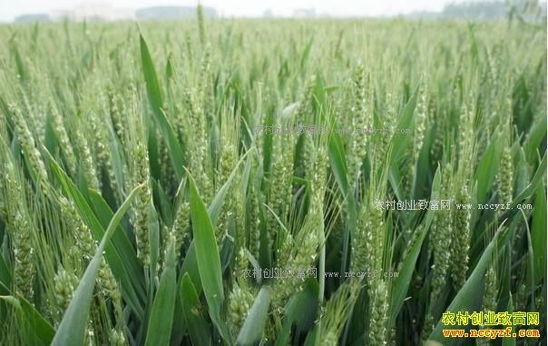 2017�����ʡ�ص������Щũ���¸���Ŀ-ǿ��С����ֲ