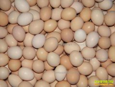 ���������۸�����Ԥ�⣺���༦���۸��� 3�»��ת