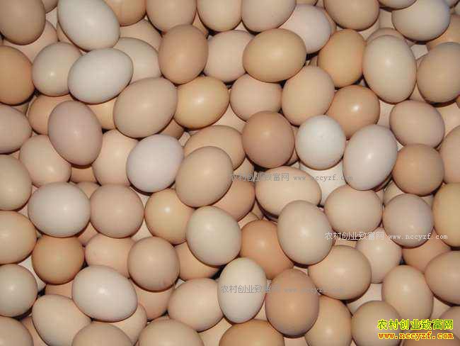 ���������۸�����Ԥ�⣺���༦���۸��� 3�»��ת