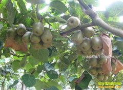 ��������ˮ�β�����ֲ⨺�����⨺��Ҿƴ�ǧ��Ƹ�