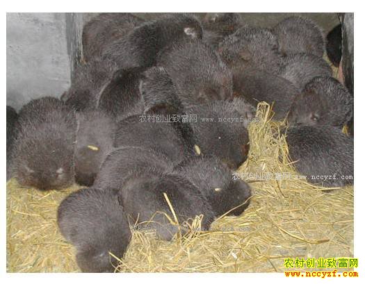 ��������80���ּ�˧��ֳ����Ч��� ÿֻ����100Ԫ