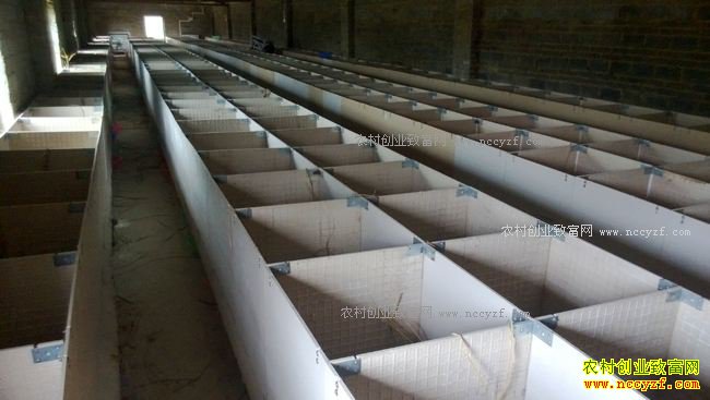 ��������80���ּ�˧��ֳ����Ч��� ÿֻ����100Ԫ