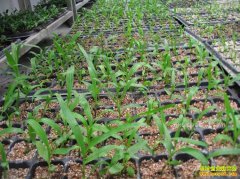 ��ֲ��ܸ׬Ǯ�����°�ܸ�۸񼰰�ܸ��ֲǰ������