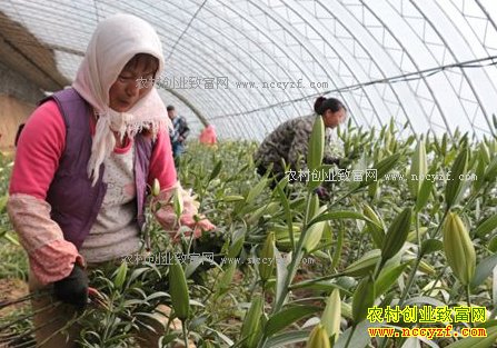 ���������Ŵ�ƽ������ֲ�ٺϿ���ܰЧ���