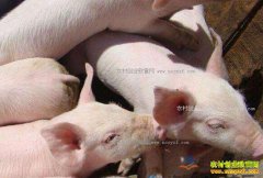 2017���Ĵ������۸�Ԥ�⣺�����۸�������� �������մ�