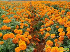 [ũ�����]�ӱ�ʯ��ׯ������������پռ�����Ƶ