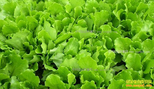 [�Ƽ�Է]����Խ��Խ��ѧ ������ֲ������Ƶ