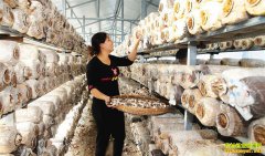 ���ϰ�ɳ�����乽ÿ��6-7Ԫ ��ֲ���乽��ũ���¸�����Ŀ