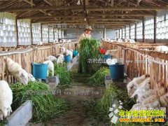 �������ݳ��óɡ�����Ӣ�򸾿�ѧ�����¸��з�