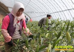 ���������Ŵ�ƽ������ֲ�ٺϿ���ܰЧ���