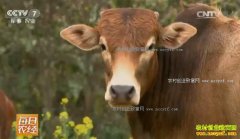 [ÿ��ũ��]���Ͼ��Ȱ����������ţ��ֳЧ���