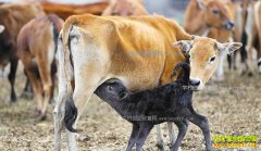 [ÿ��ũ��]���Ϸ�����Ҭ��ţЧ���