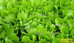 [�Ƽ�Է]����Խ��Խ��ѧ ������ֲ������Ƶ