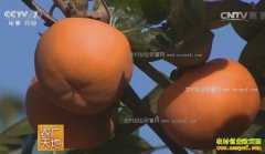 [ũ�����]ɽ��������Ž�Ȫ��ֲ���������