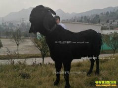 ���ܺ�ɽ�����ɳ�400�� ��ֳ���ܺ�ɽ��Ч���