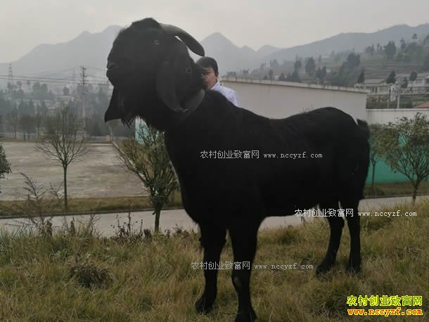 ���ܺ�ɽ�����ɳ�400�� ��ֳ���ܺ�ɽ��Ч���