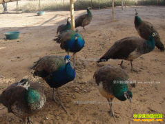 �Ĵ�������������ֳ����ȸ 1ֻ��ȸЧ��600Ԫ