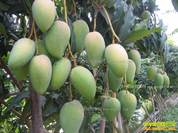 ������ɫ��â��������Ī������â������ƶ�������¸�����