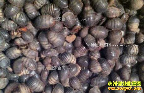 ��Ԫ����Ǯһ�2017��������Ԫ������棩�۸�����