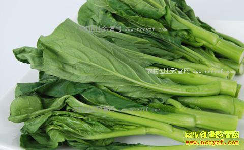 �����ɿڣ����������� ��޷�۸�