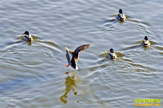 ��ֳҰѼ׬Ǯ��2017��ҰѼ��ֳǰ��������ɱ�����