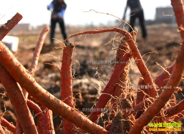 �������ϣ���ֲ����ÿĶЧ��1��Ԫ��ũ���¸�����Ŀ