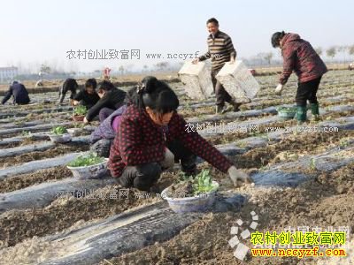 ��ֲ������׬Ǯ�𣿣����Ϲ�ɽũ����ֲ��ɫ�߲�������Ч���