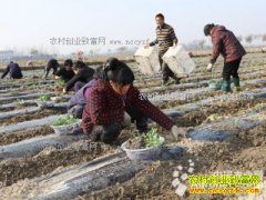 ��ֲ������׬Ǯ�𣿺��Ϲ�ɽũ����ֲ��ɫ�߲�������Ч���