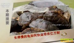 [�¸���]�㶫���ڵ�����ֳ�������ĺھ������׬Ǯ