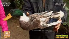 [ÿ��ũ��]��������Խ��ԽֵǮ�ķ�Ѽ��ֳЧ���