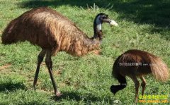 ��ֳ���׬Ǯ�������ֳǰ�����ɱ�Ч�����