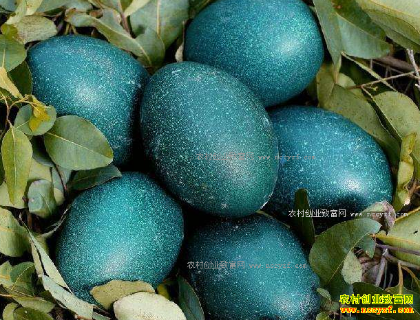 ��ֳ���׬Ǯ�������ֳǰ�����ɱ�Ч�����