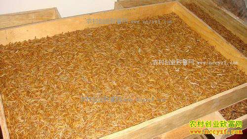 ��ֳ�Ʒ۳�׬Ǯ�𣿻Ʒ۳���ֳǰ�����ɱ�Ч�����