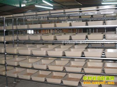 ������ֳ�Ʒ۳棿�Ʒ۳���ֳ��������ֳ��������