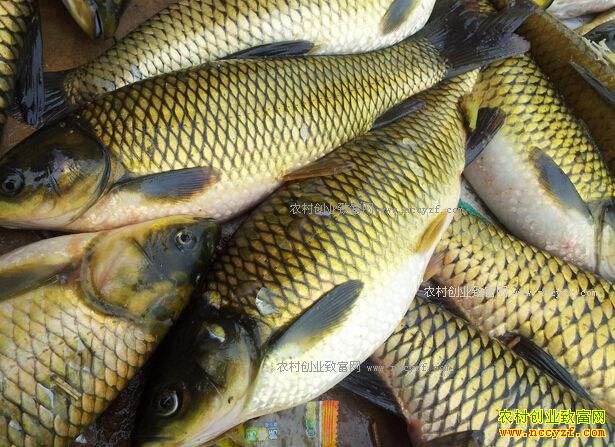 ���ճ��ݵ�ˮ��۸���� Ϻз���������۸��