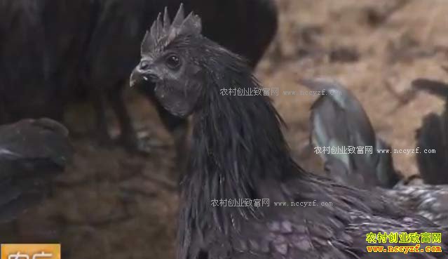 [ũ�����]�Ĵ���������ΰ��ֳ���������������¸�����