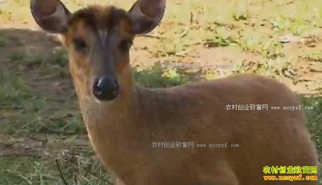 [ÿ��ũ��]���Ͼ��ȿ׵�����ֳ��С�����Ӵ��г�