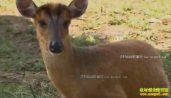 [ÿ��ũ��]���Ͼ��ȿ׵�����ֳ��С�����Ӵ��г�