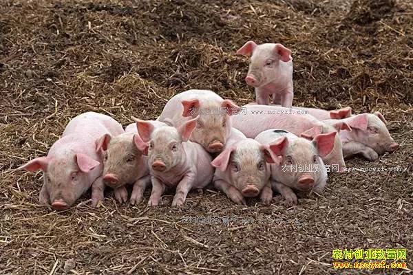 ������������׬Ǯ��ר�ҷ�������ǰ������������