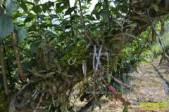 �Ĵ����������������ϡ��֡�ʯ�� ÿ�����ۼ�400Ԫ