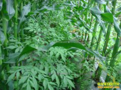 �Ĵ����������������׼�����ħ�����淭����