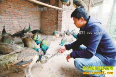 �Ĵ���������������ȸЧ��� һֻ����600Ԫ