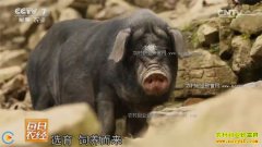 [ÿ��ũ��]�Ĵ����ģ�Ұ��ʮ�����ɽ����ֳЧ���