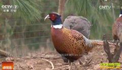 [�Ƽ�Է]Ϊ������������ɽ�� ���ϸ���ʷ�Ҵ���ɽ����Ƶ