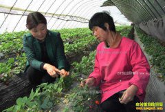 �����Ͻ��ء���ݮ��ʩ������ϼ�ֲ�ݮ�̾��¸�·