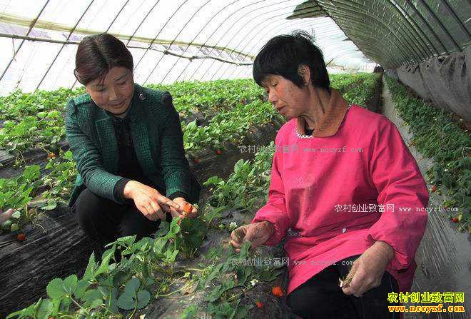 �����Ͻ��ء���ݮ��ʩ������ϼ�ֲ�ݮ�̾��¸�·