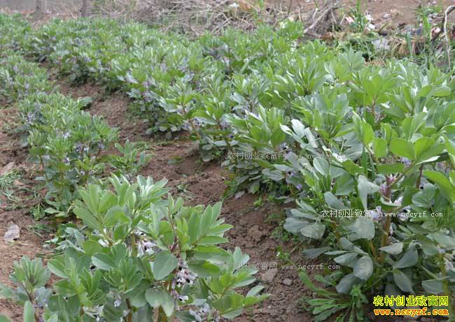 �ຣ������������ֲ�϶���ũ��ƶ�¸�